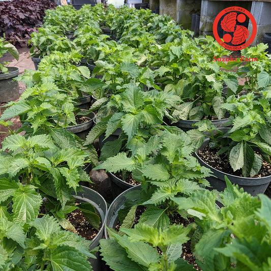 Green SHISO Leaf (OHBA, Perilla) | Suzuki Farm | 20 leaves