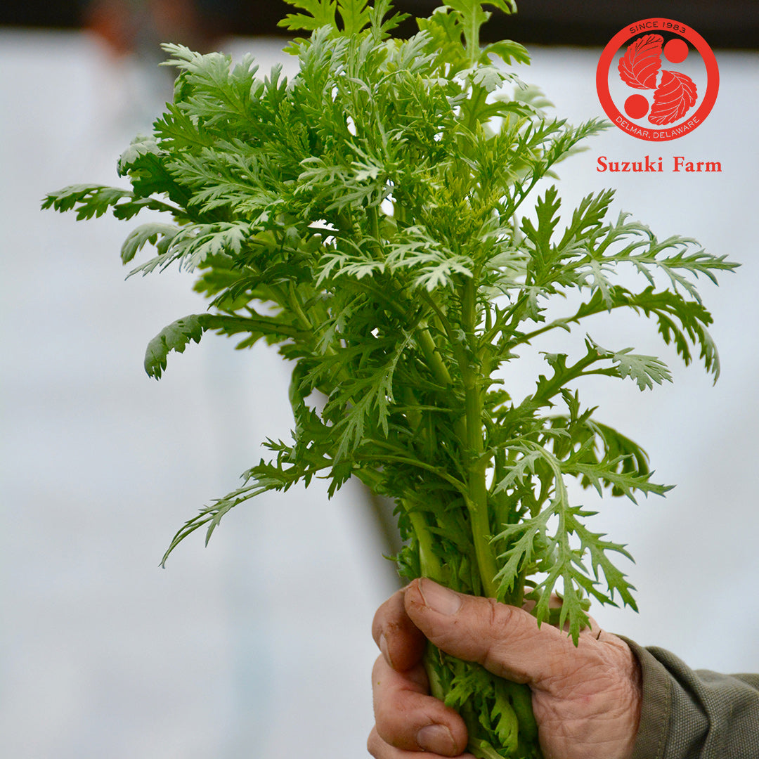 SHUNGIKU Chrysanthemum Greens | Suzuki Farm | 1 bunch
