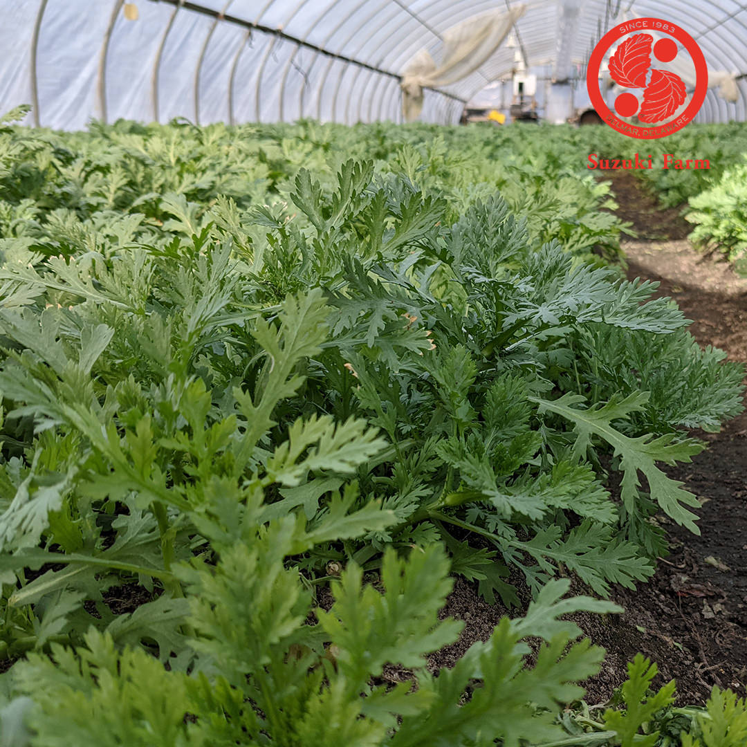 SHUNGIKU Chrysanthemum Greens | Suzuki Farm | 1 bunch