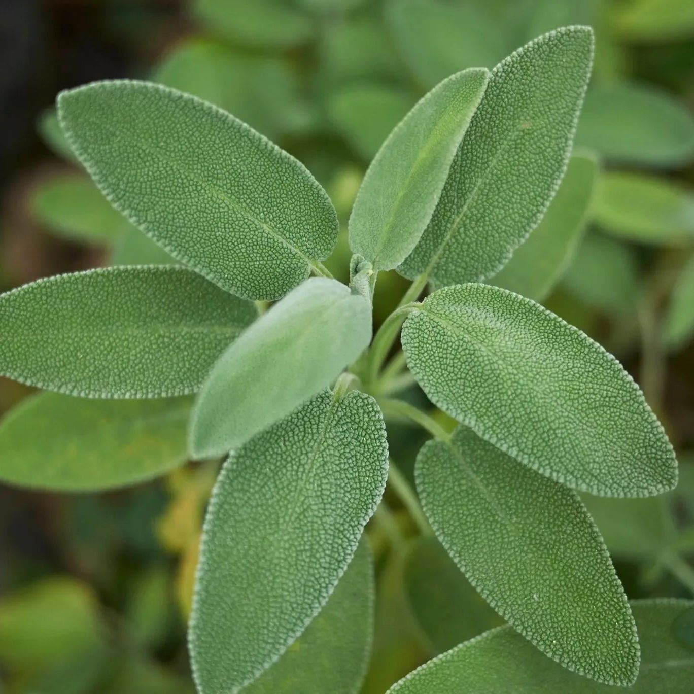 Sage Seeds - Broadleaf Sage