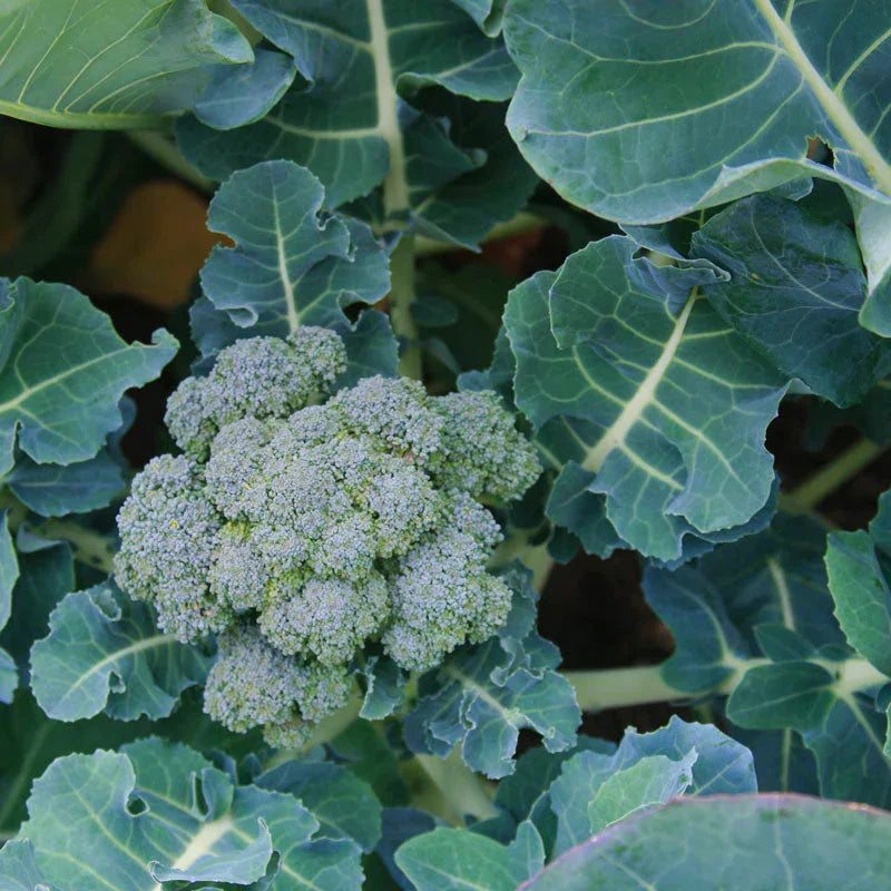 Organic Broccoli, Di Cicco (1/4 lb), image 2 of 2