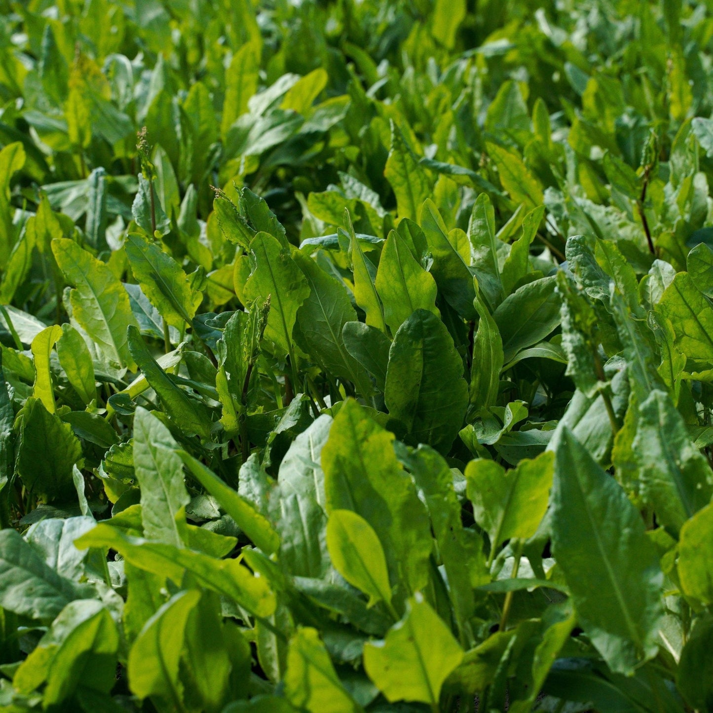 Sorrel Seeds - Large Leaf Sorrel