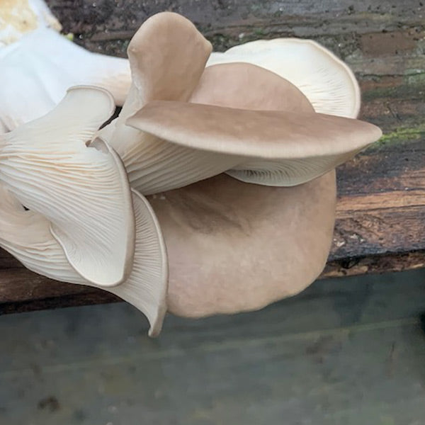 Oyster Mushroom Sawdust Spawn - (Pleurotus spp.) - 5lb