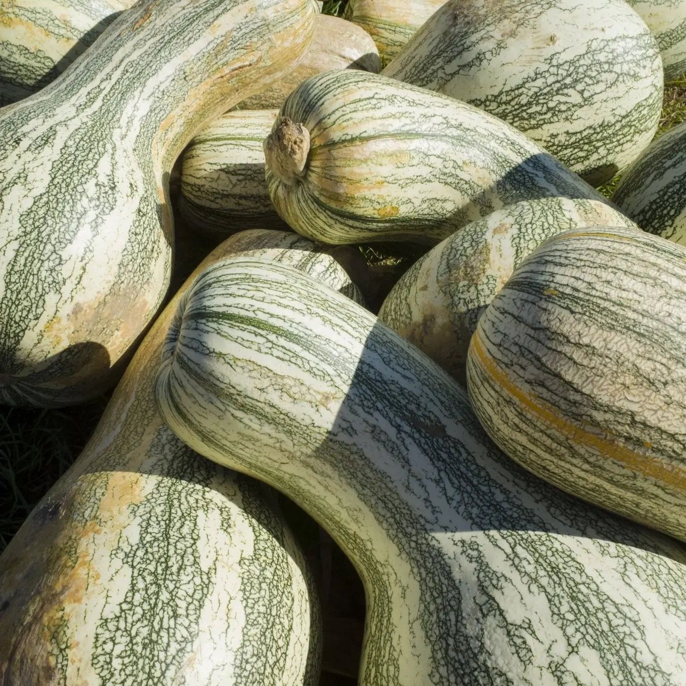 Squash Seeds - Winter - Vining - Green Striped Cushaw