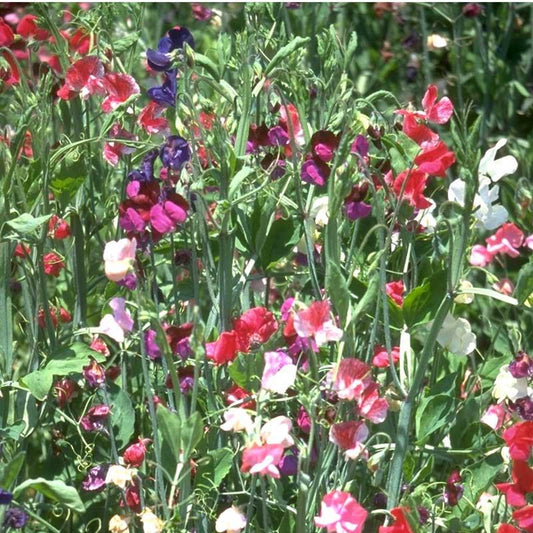Sweet Pea, Old Spice Mix (1/4 lb)