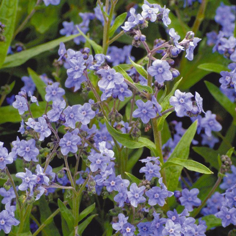 Forget-Me-Not, Chinese (pack)