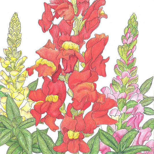 Spurred Snapdragon Seed Pack