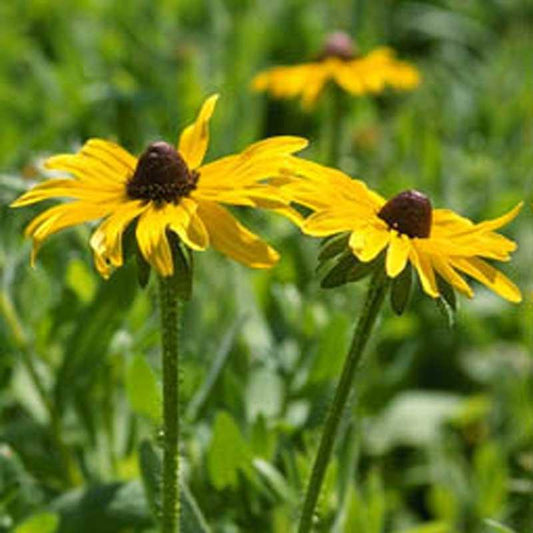 Black-Eyed Susan (1/4 lb)