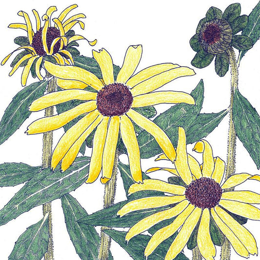 Black-Eyed Susan (pack)