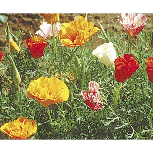 California Poppy, Mission Bells (lb)