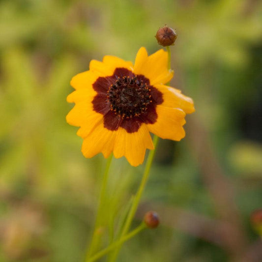 Coreopsis, Plains (1/4 lb)