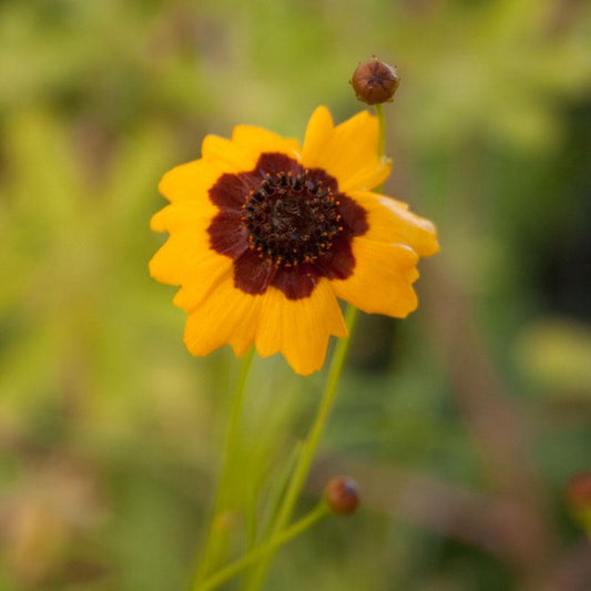 Coreopsis, Plains (pack)