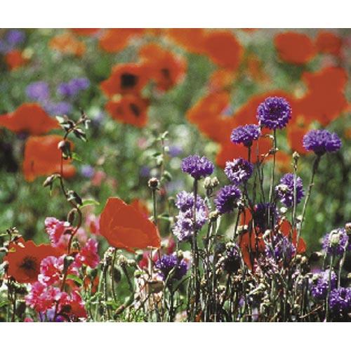 North American Shade Wildflower Mix (lb)