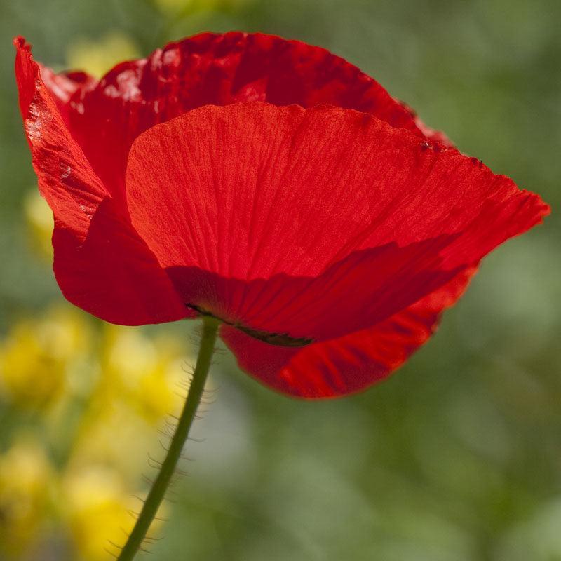Poppy, Corn (1/4 lb)