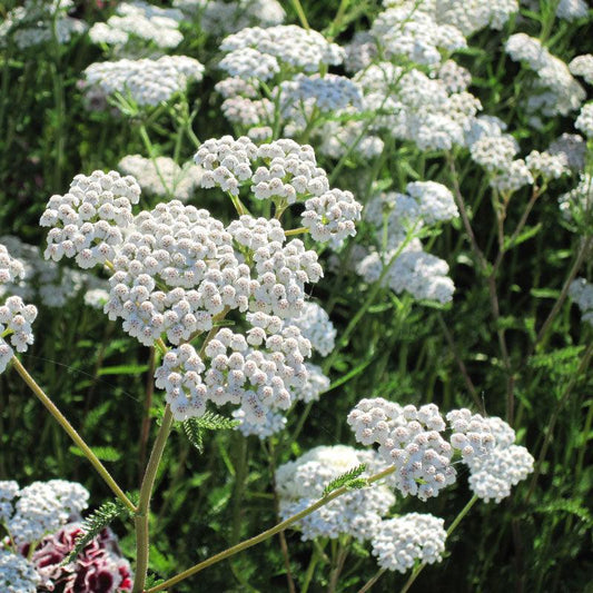 Yarrow, White (lb)