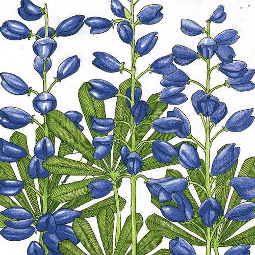 Lupine, Perennial (pack)