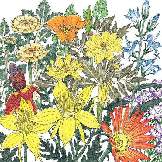Mediterranean Dryland Wildflower Mix (pack)