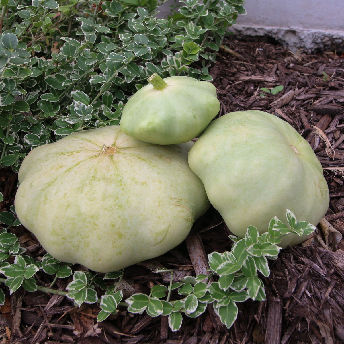 Green Scallop Bennings Squash by MIgardener