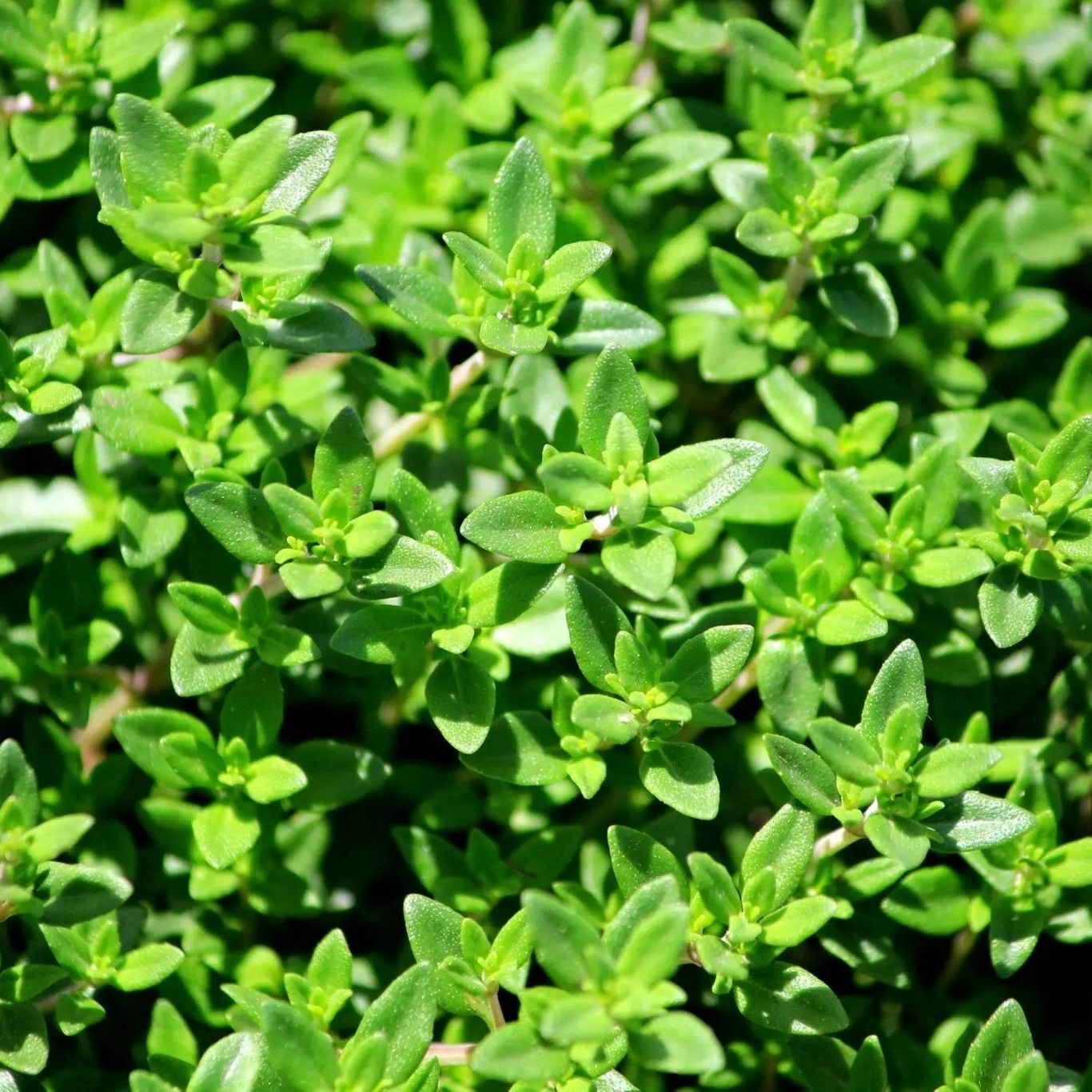 Thyme Seeds - French