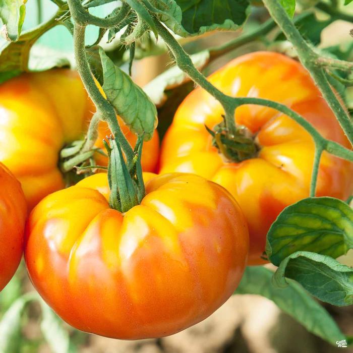 Pineapple Tomato by MIgardener