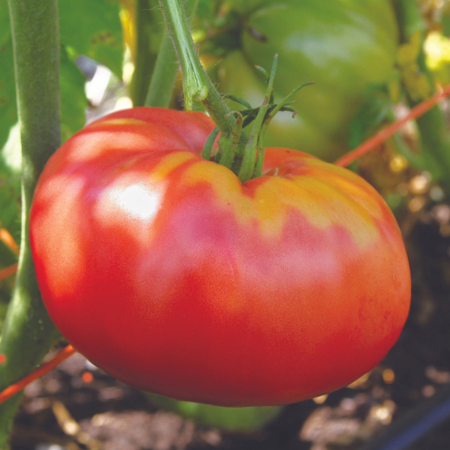German Pink Tomato