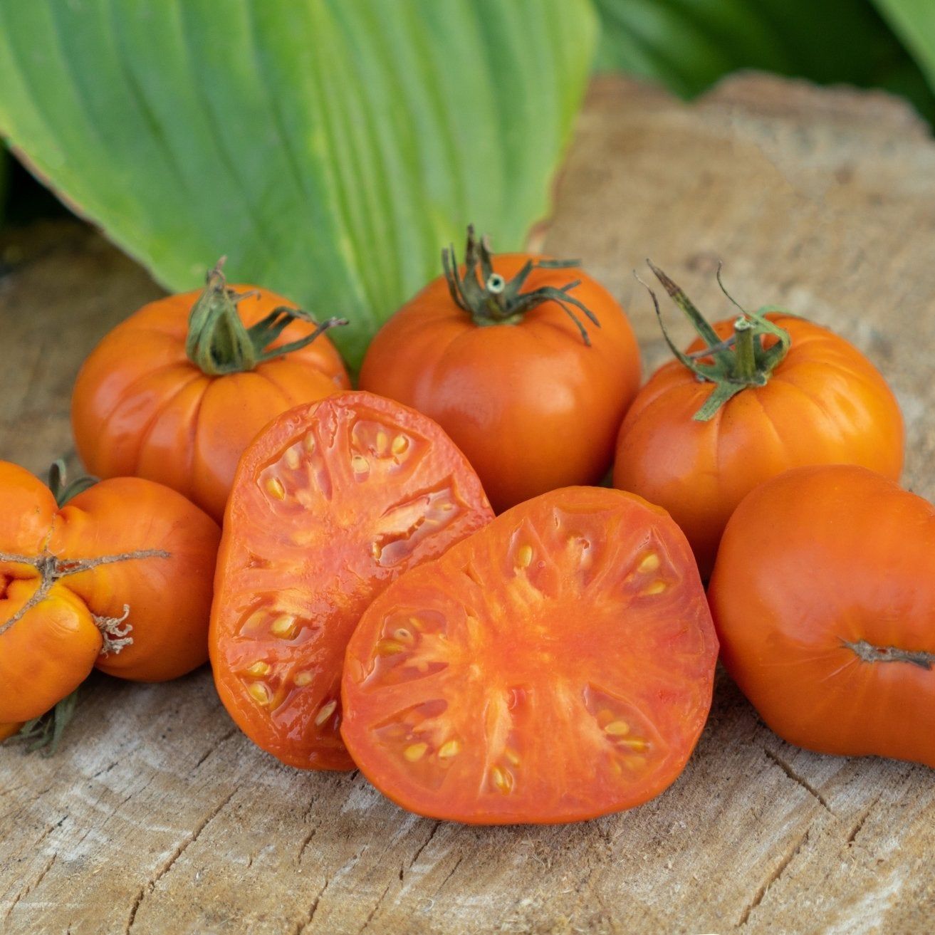 Tomato Seeds - Indeterminate - Amana Orange Beefsteak