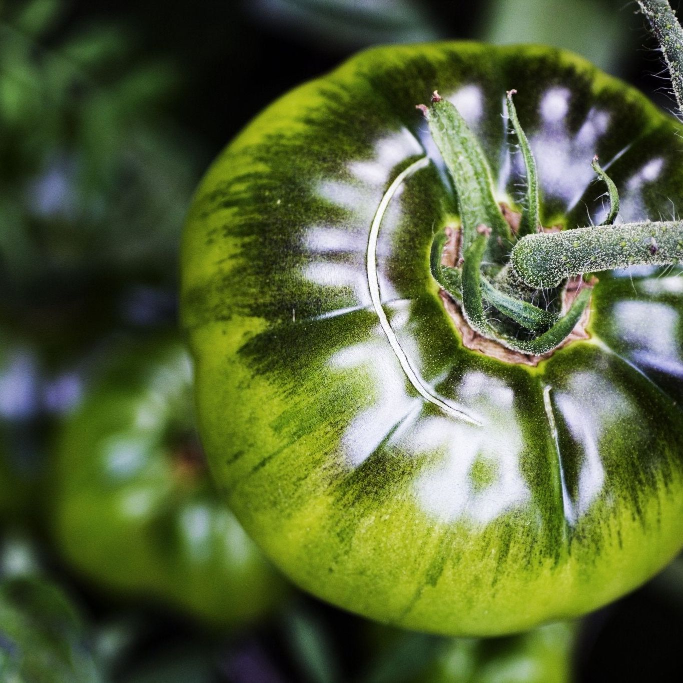 Tomato Seeds - Indeterminate - Black From Tula Beefsteak