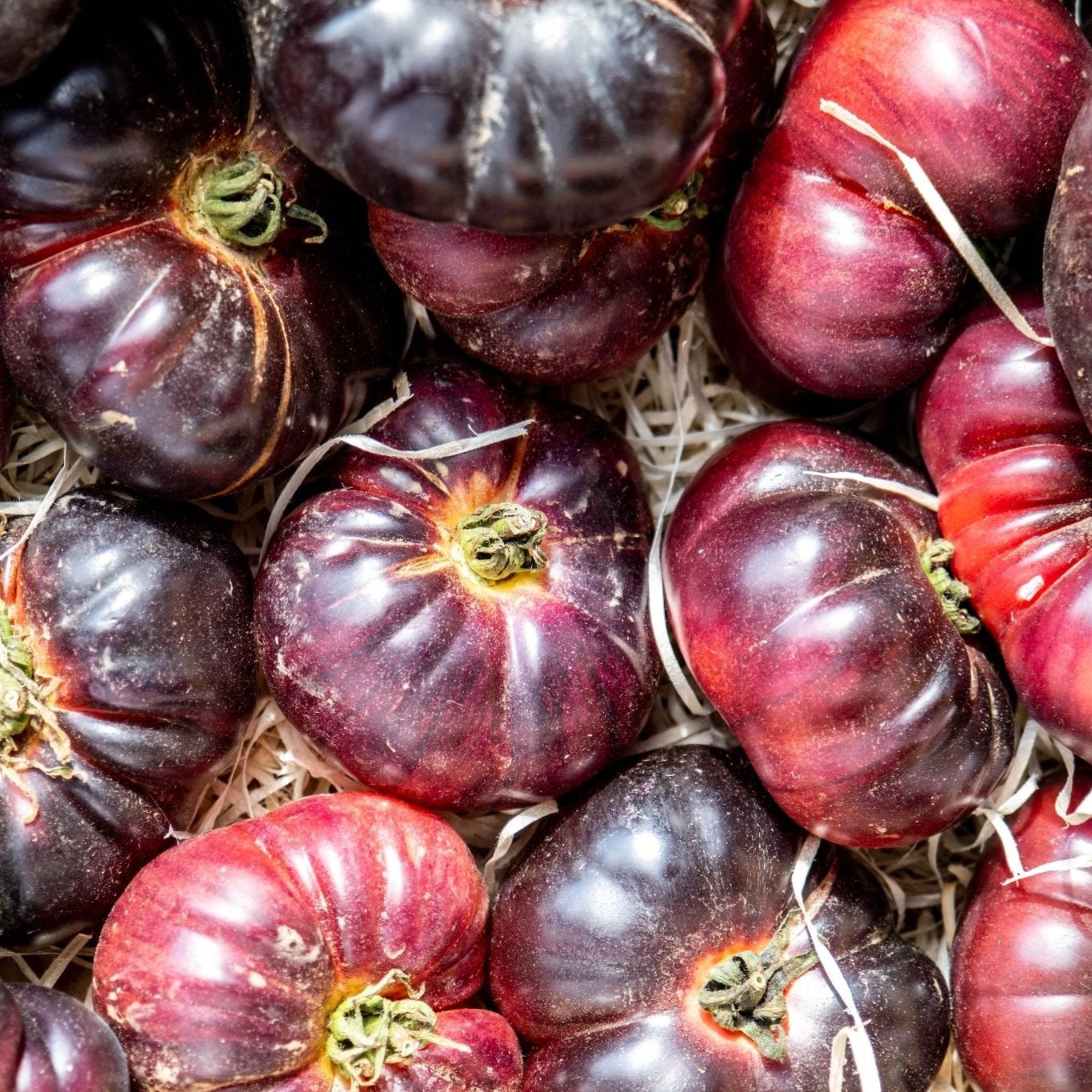 Tomato Seeds - Indeterminate - Cherokee Purple Tomato Standard