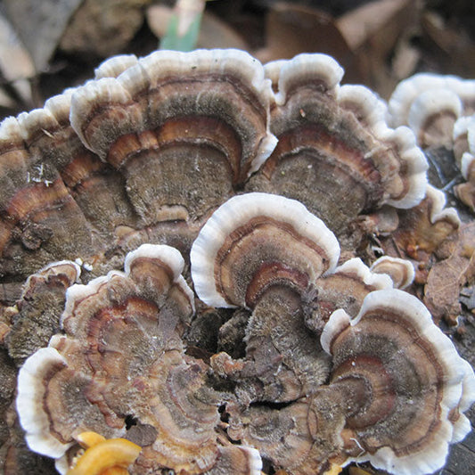 Turkey Tail Plugs - (Trametes versicolor)
