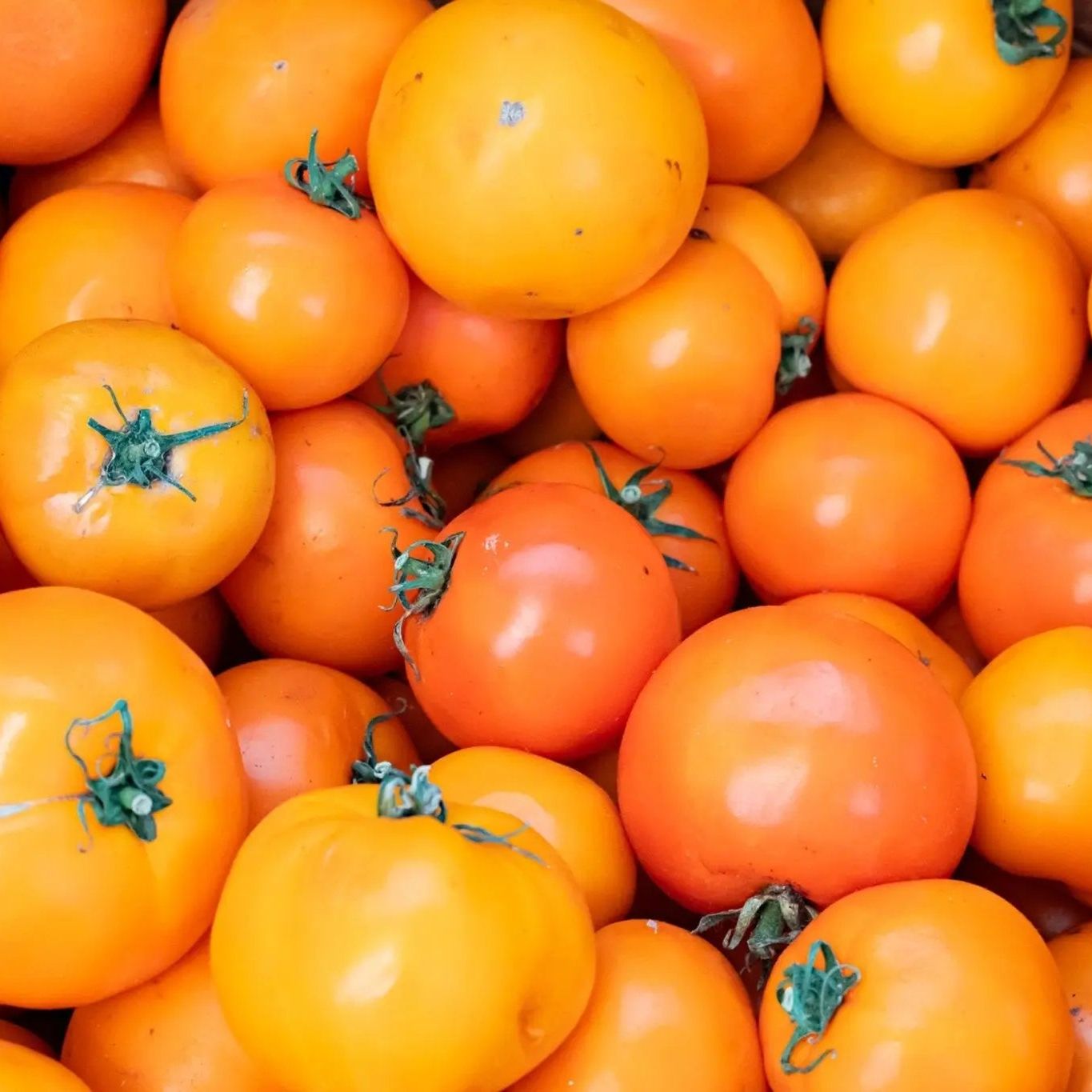 Tomato Seeds - Indeterminate - Valencia Slicing