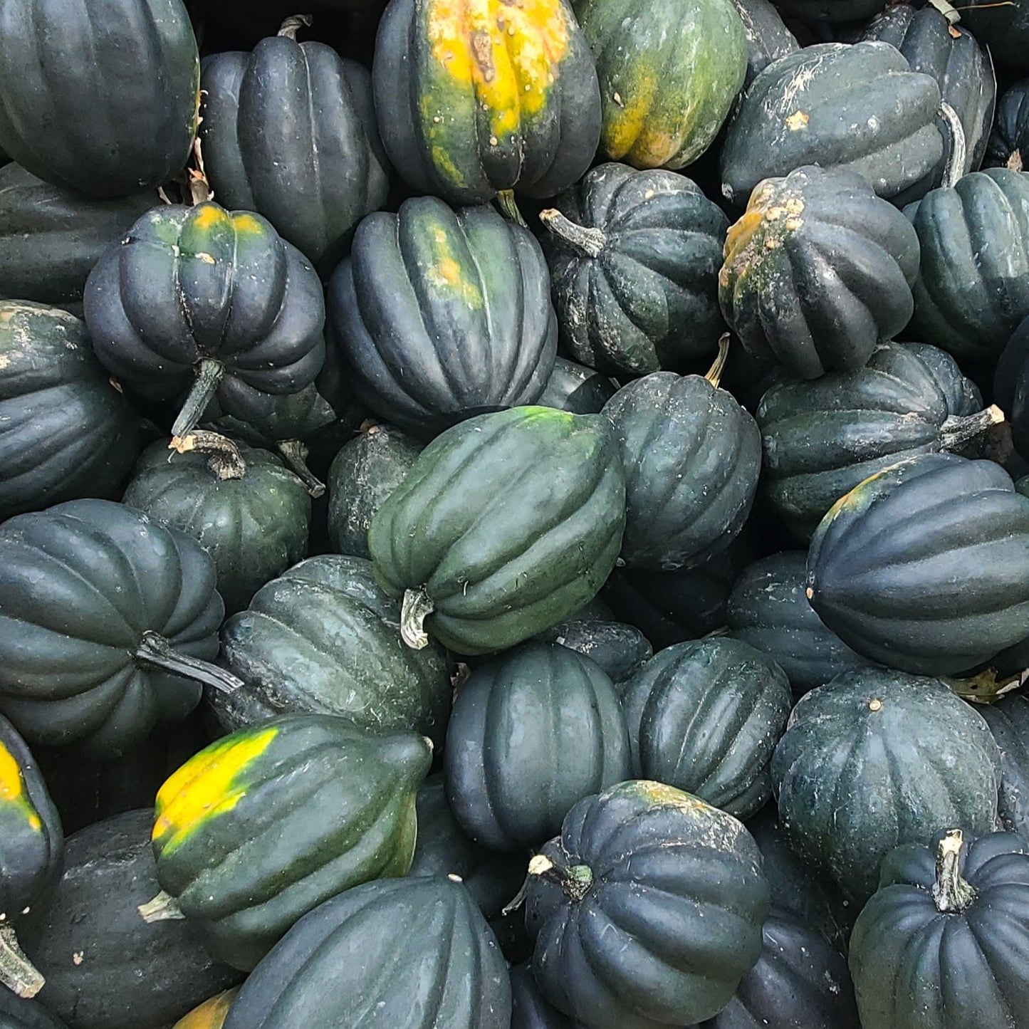 Table King Bush Acorn Squash