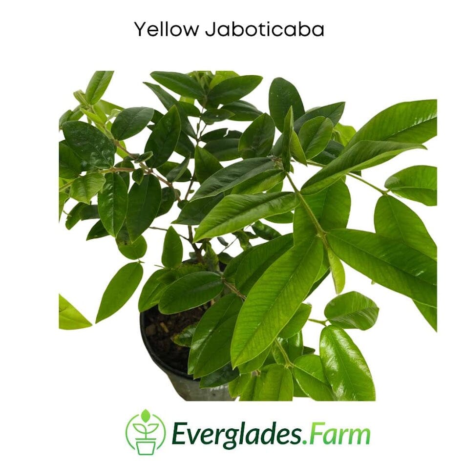 Jaboticaba Yellow Tree