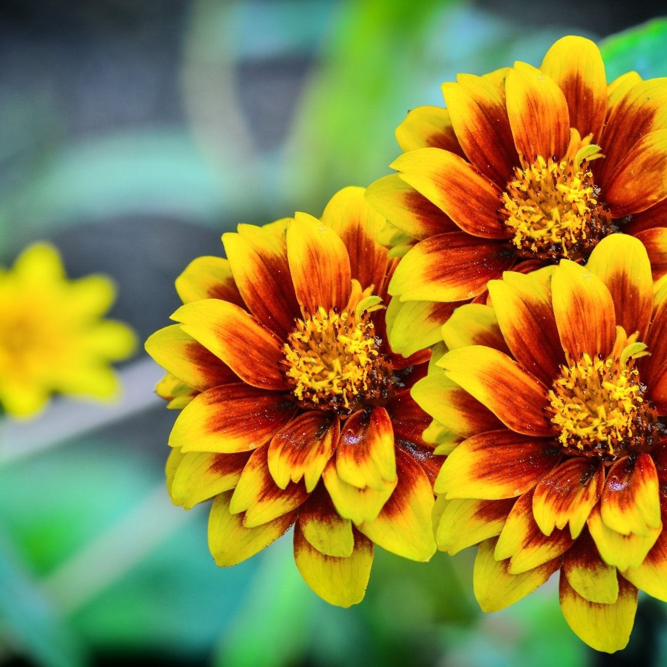 Zinnia Seeds - Persian Carpet