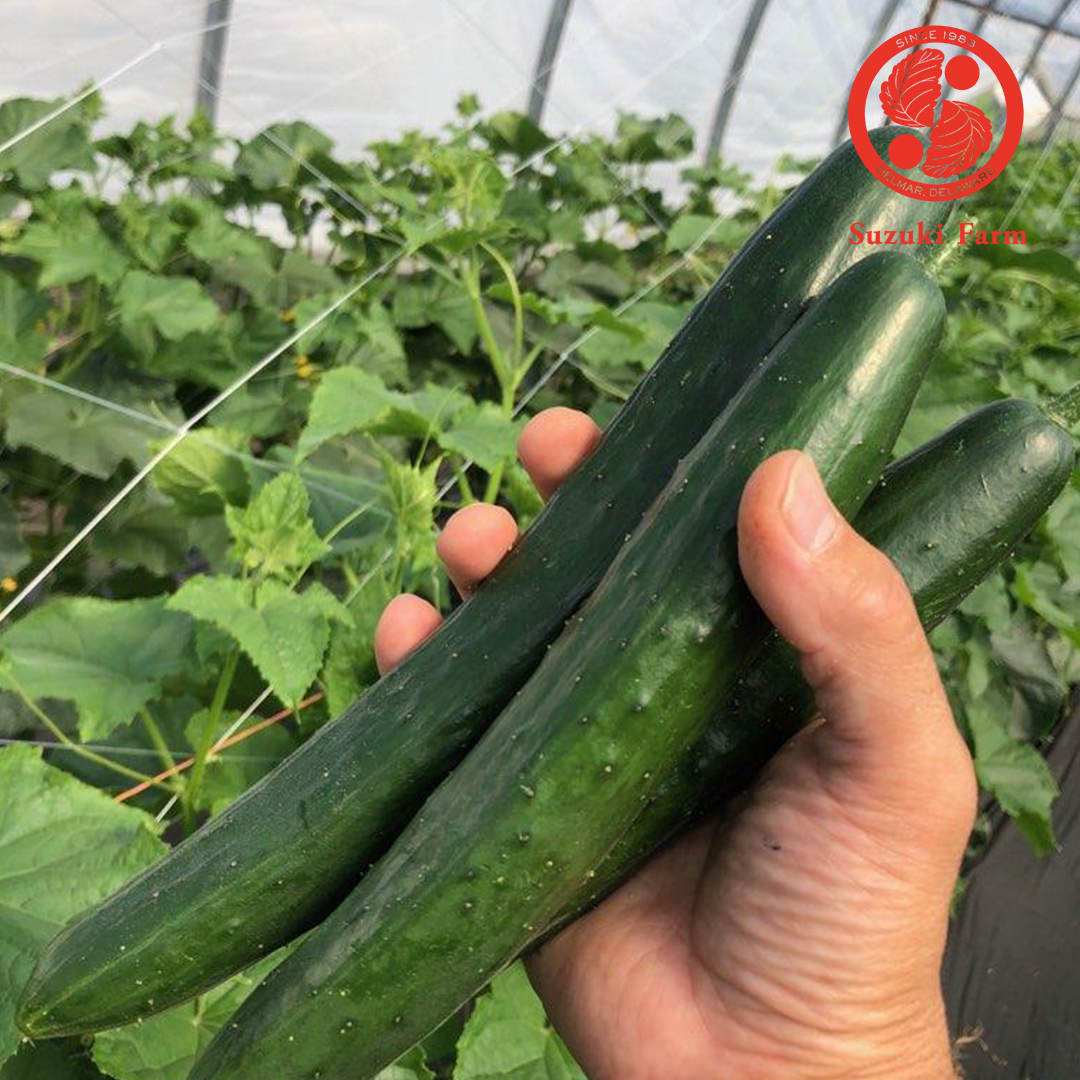 Suzuki Farm kyuri Japanese cucumbers