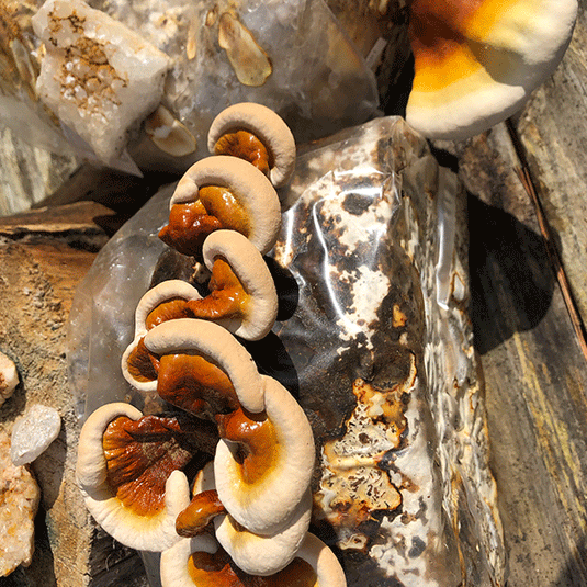 Mushroom Cultivation
