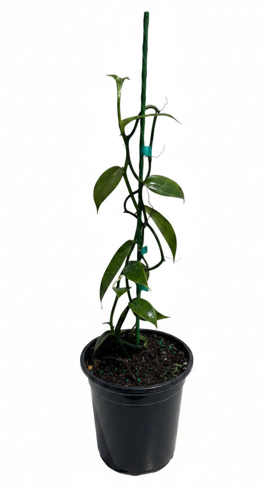 Vanilla Bean Orchid | Vanilla planifolia | Tropical Climbing Vine for Gourmet Vanilla Beans