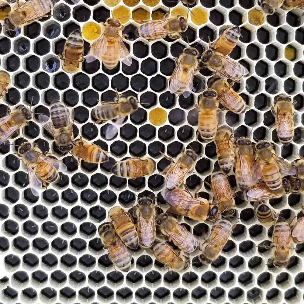 10-Frame All-Medium Box Hive Kit, image 16 of 26