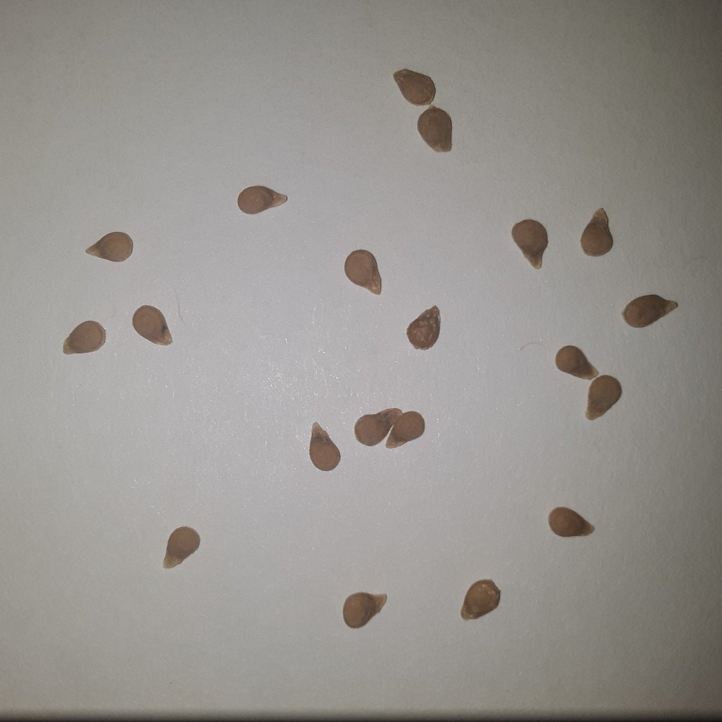 San Marzano Redorta Heirloom Tomato Seeds