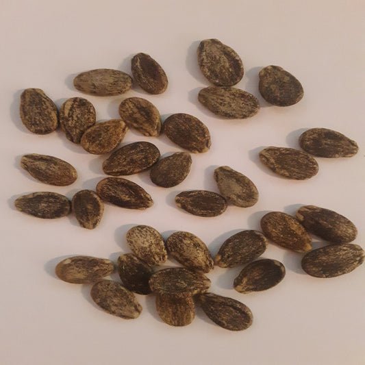 Moon & Stars Red Heirloom Watermelon Seeds