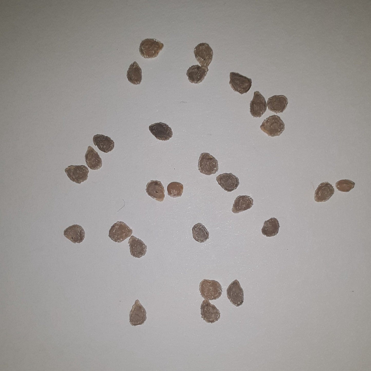 Watermelon Heirloom Beefsteak Tomato Seeds