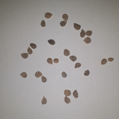 Watermelon Heirloom Beefsteak Tomato Seeds