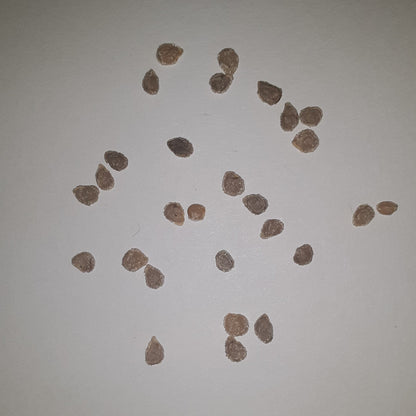Big Beef PLUS Hybrid Tomato Seeds