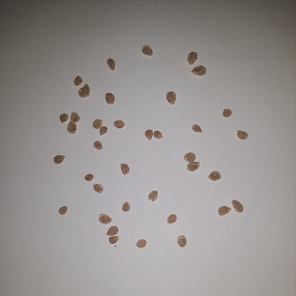 Sweet Million Hybrid Cherry Tomato Seeds