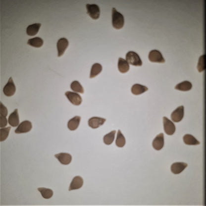Carbon Tomato Seeds