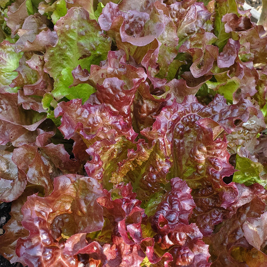 Red Sails Leaf Lettuce