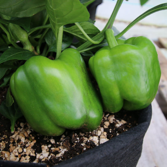 California Wonder Bell Pepper