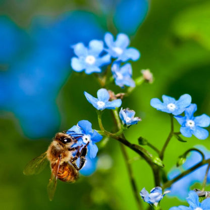 Formic Pro Varroa Mite Treatment