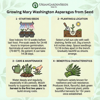 ASPARAGUS Seeds, Mary Washington