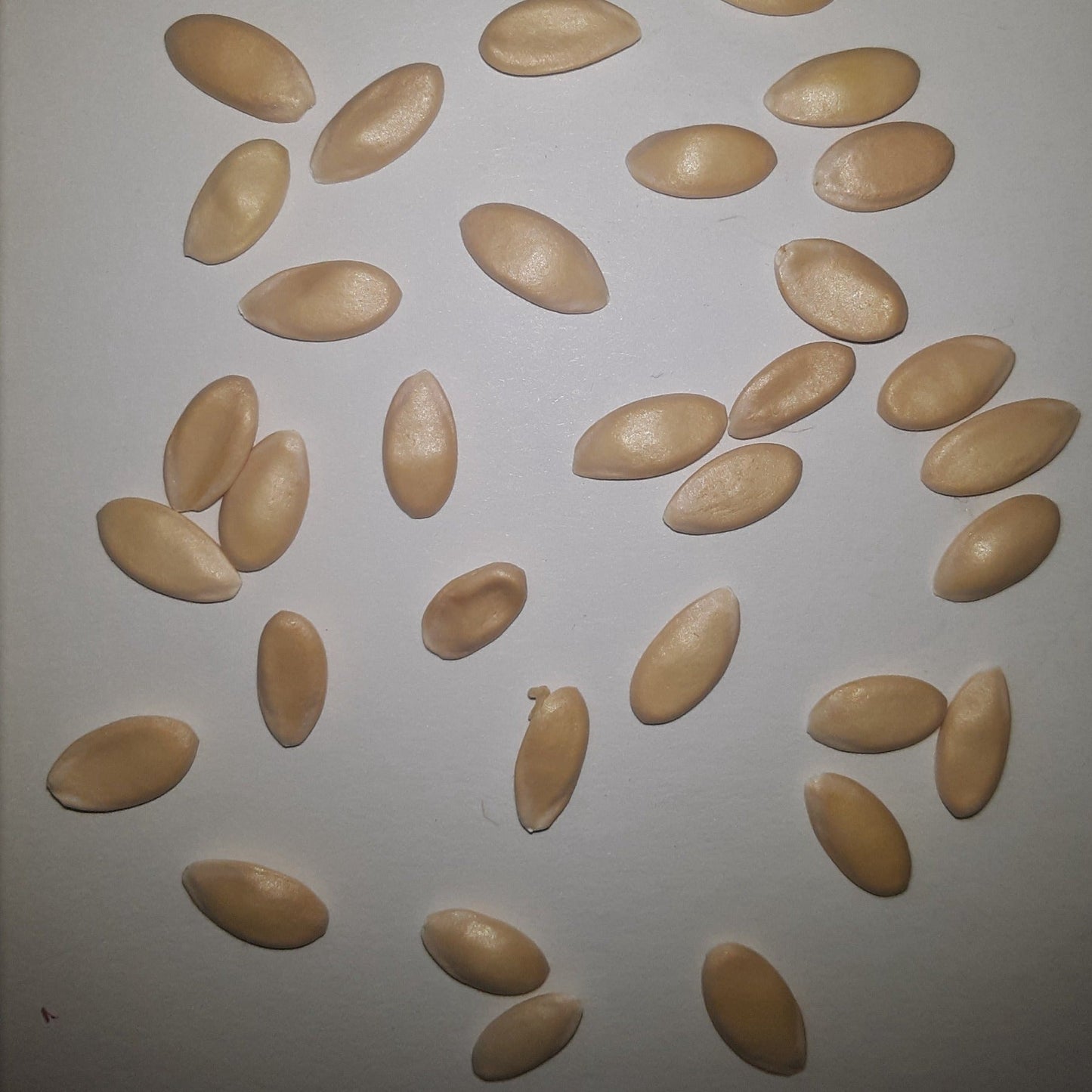 Hales Best Jumbo Heirloom Cantaloupe Seeds