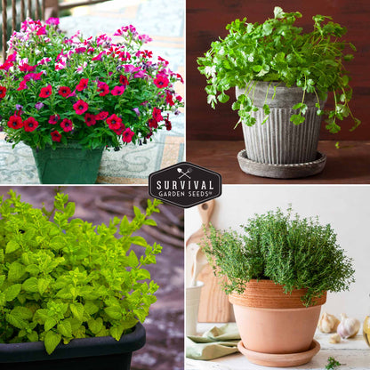 Apartment Kit Seed Vault - 20 Container Friendly Varieties
